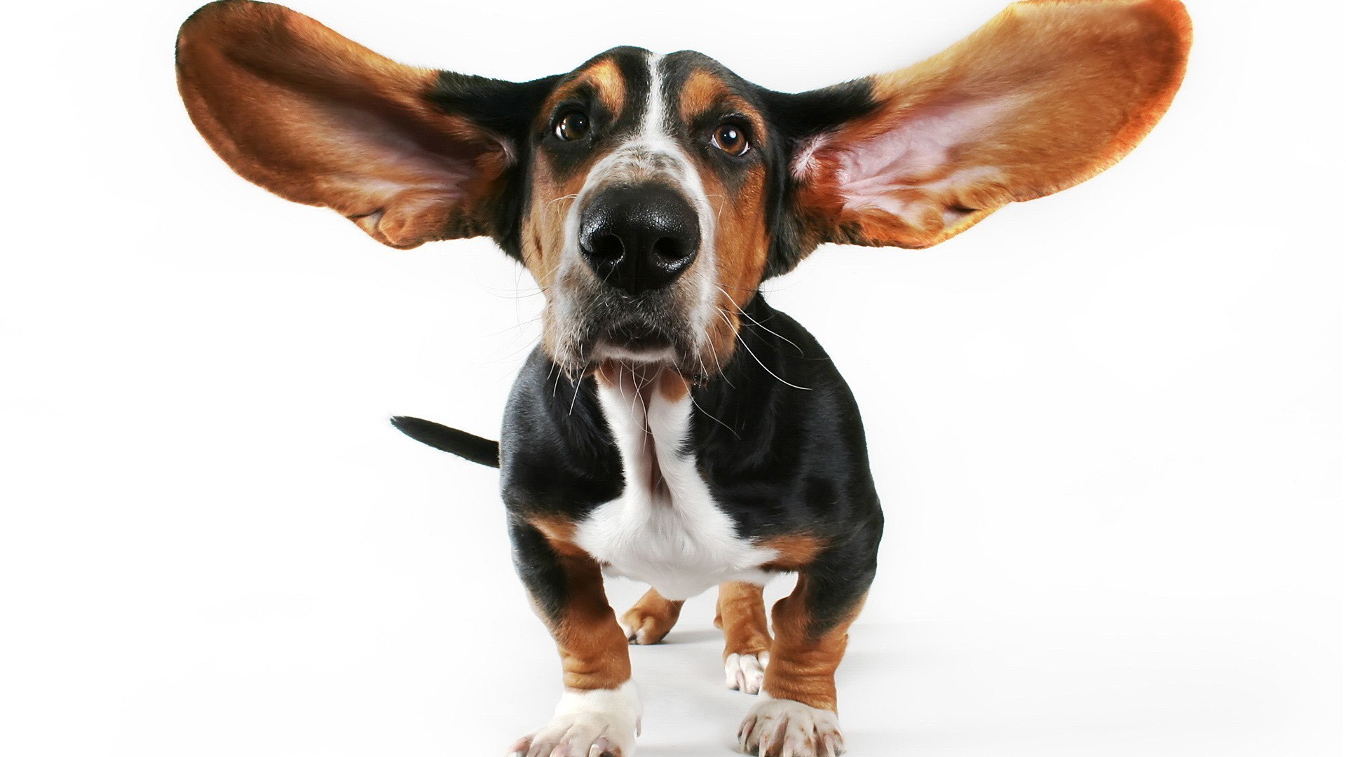 basset hound with large ears