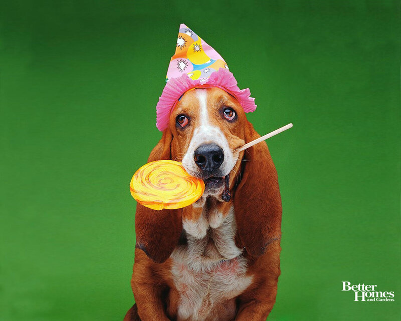 Basset Hound with Lollipop — Green