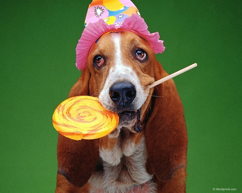 Basset Hound with Lollipop