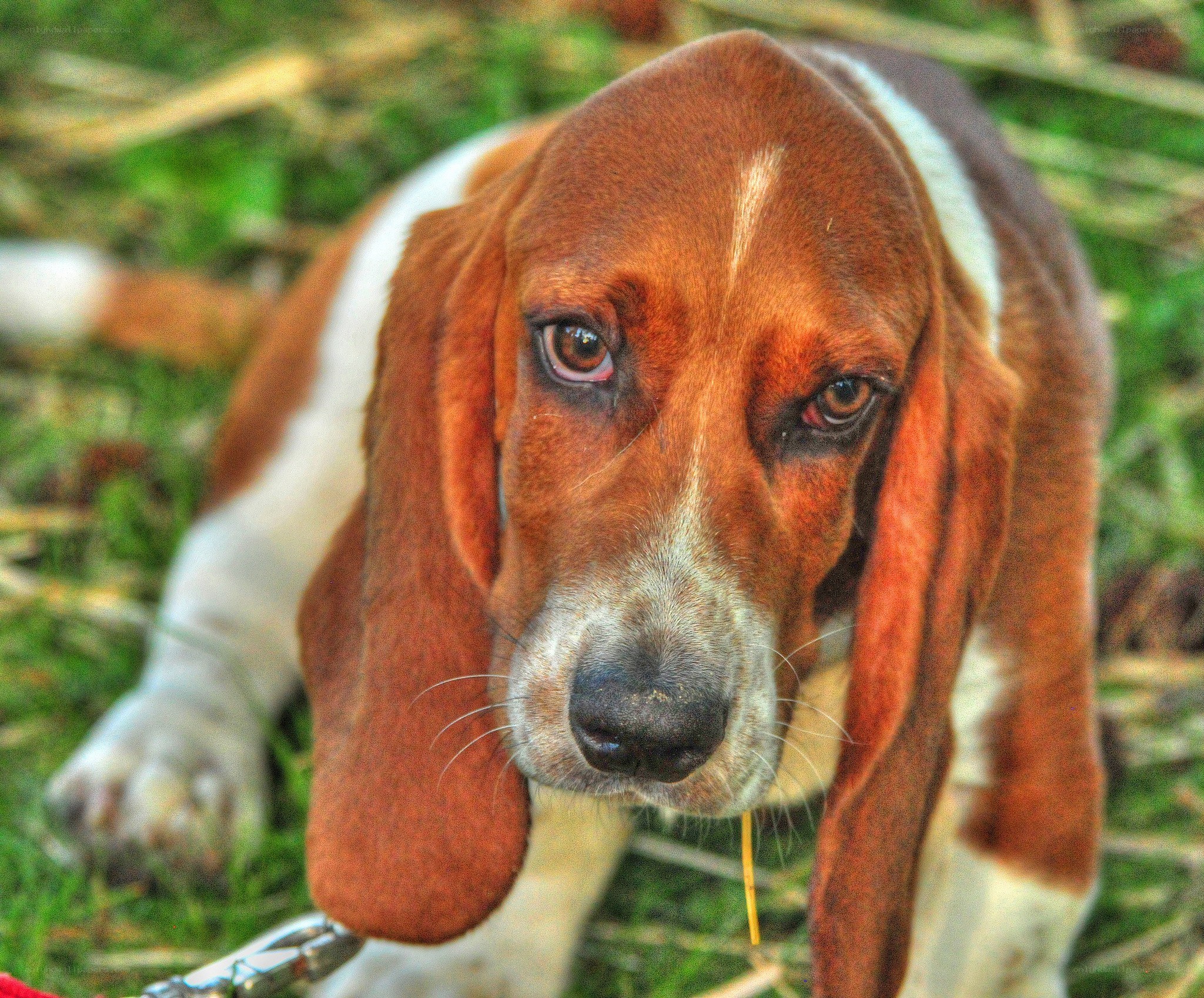 Basset hound with long ears