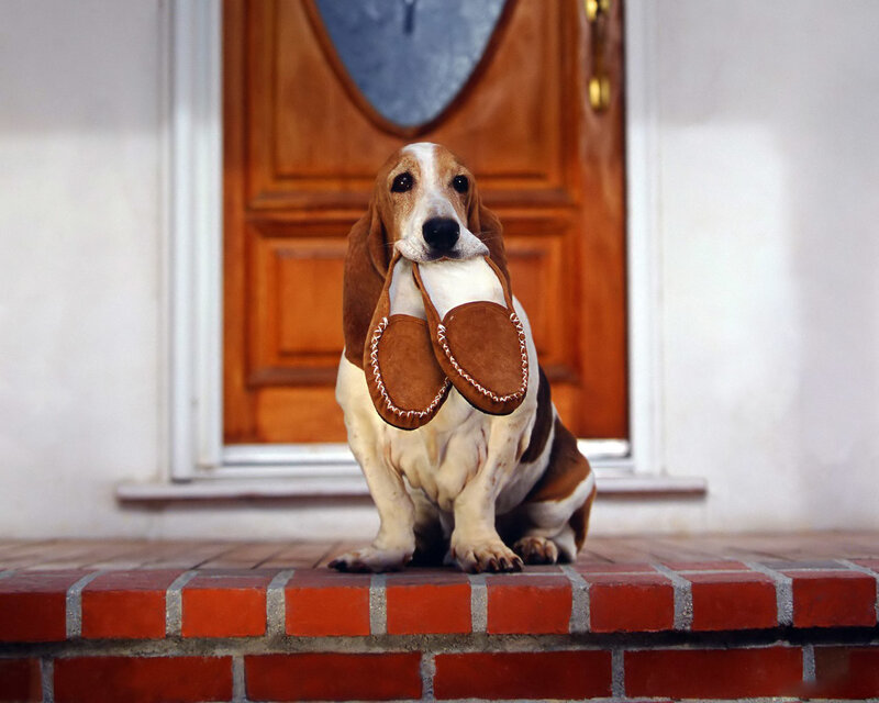 Basset hound with slippers