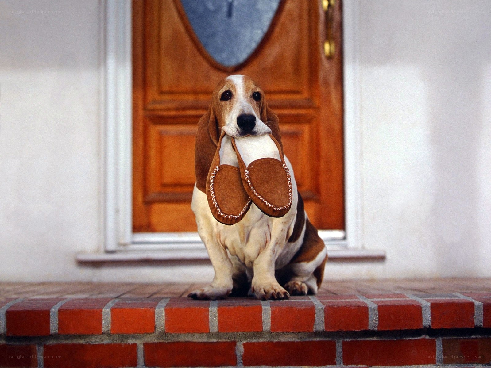 Basset hound with slippers