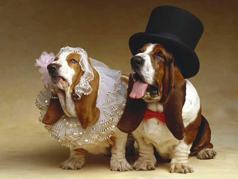 Basset hounds in wedding attire