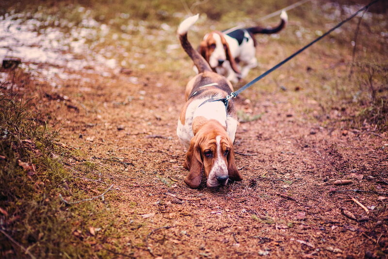 Basset Hounds on Leash