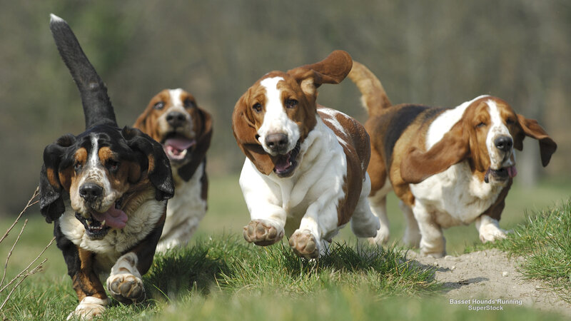 Basset Hounds Running