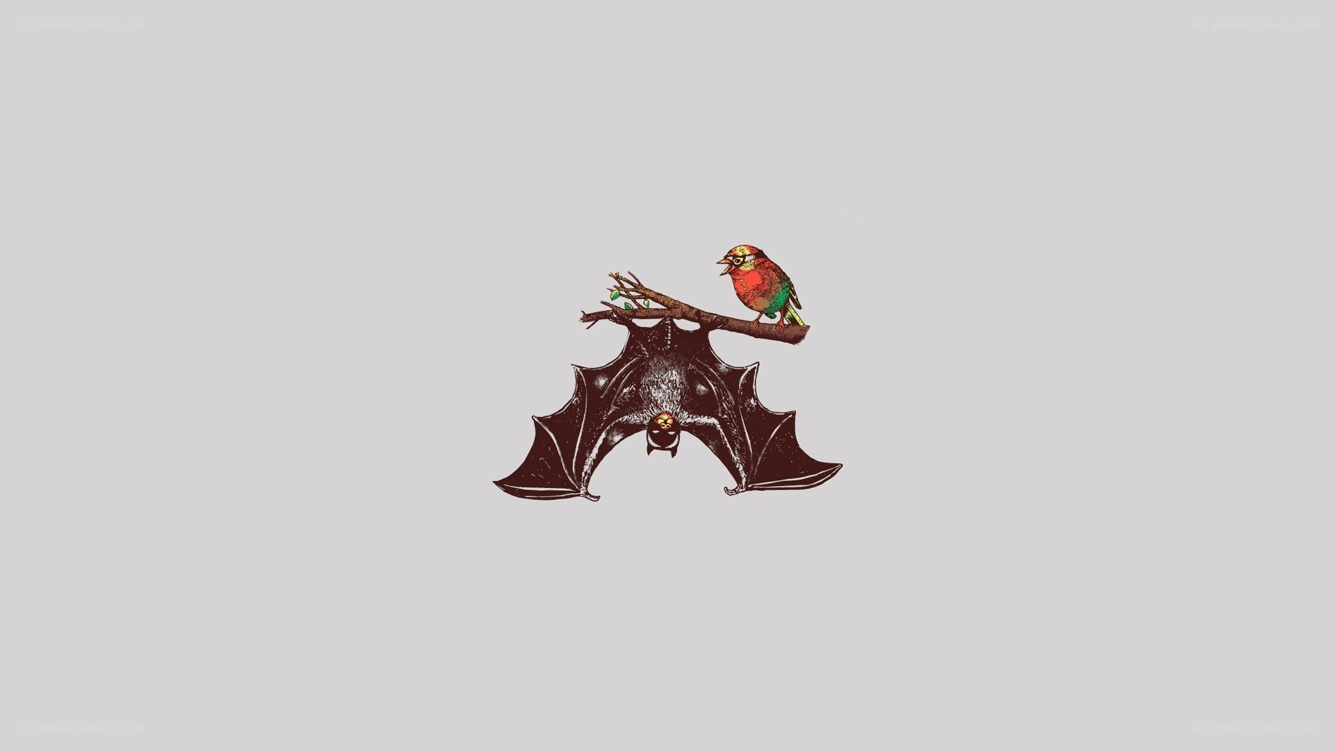 bat and bird illustration