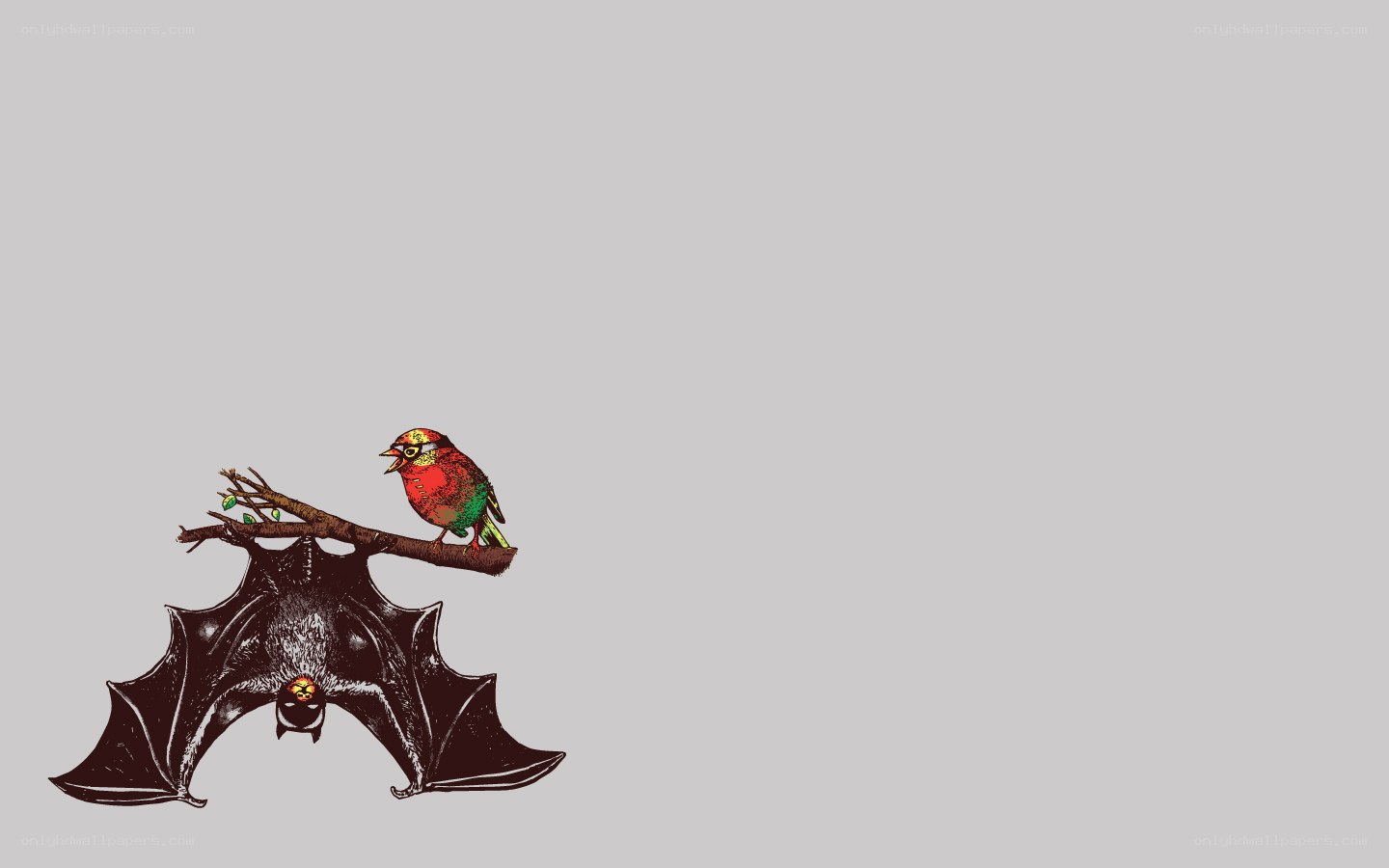 bat and bird illustration