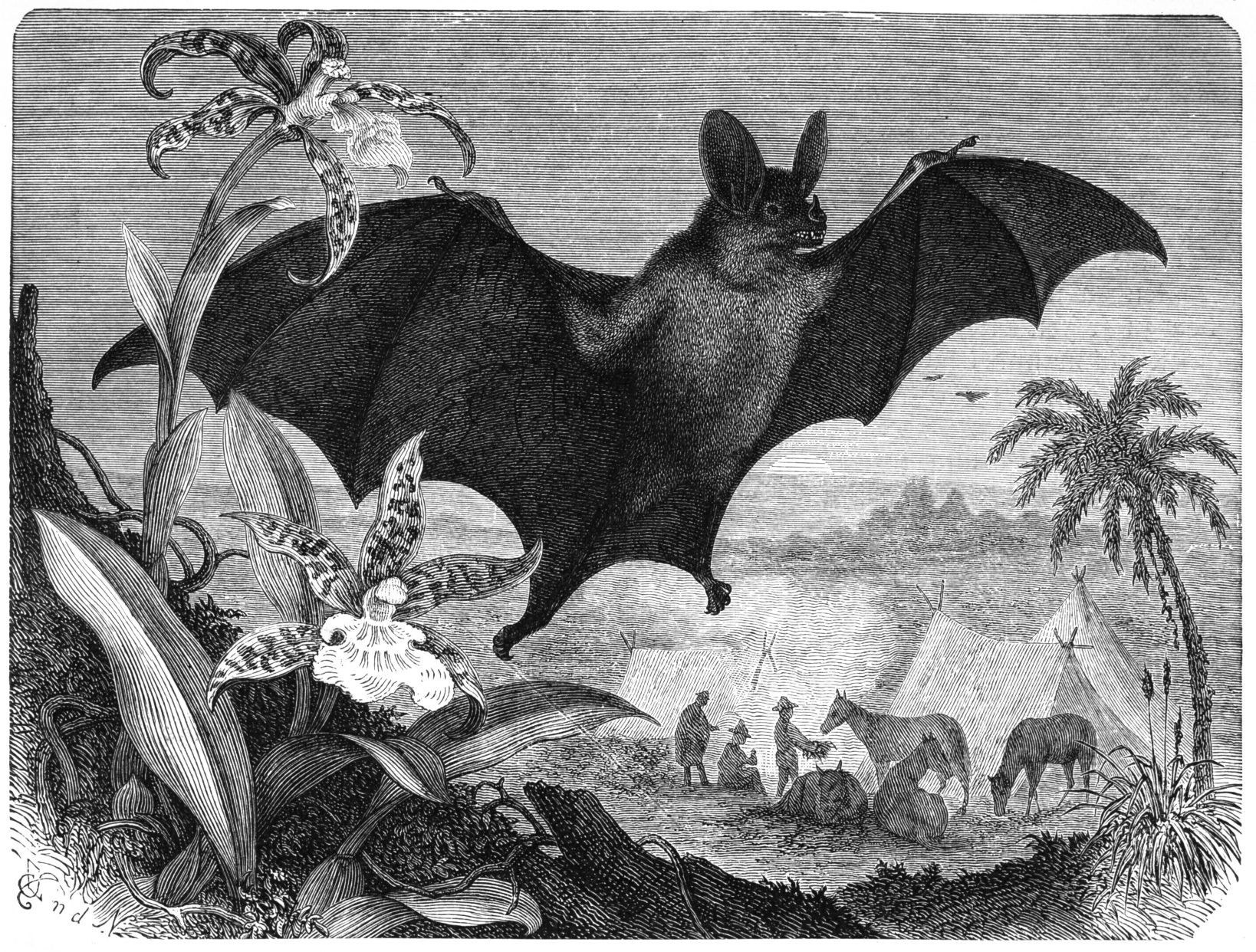 Bat and orchids illustration