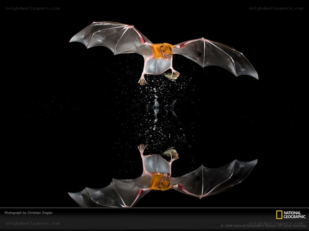 Bat catching fish in mid-air