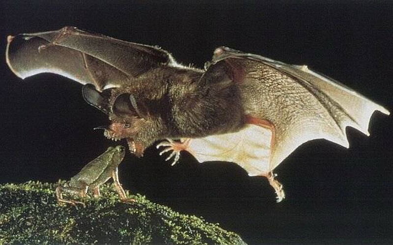 Bat Catching Frog