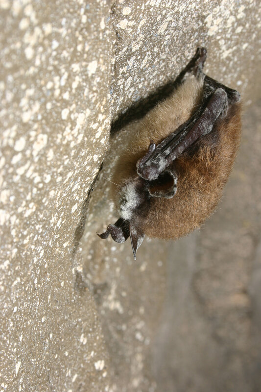 bat clinging to a wall