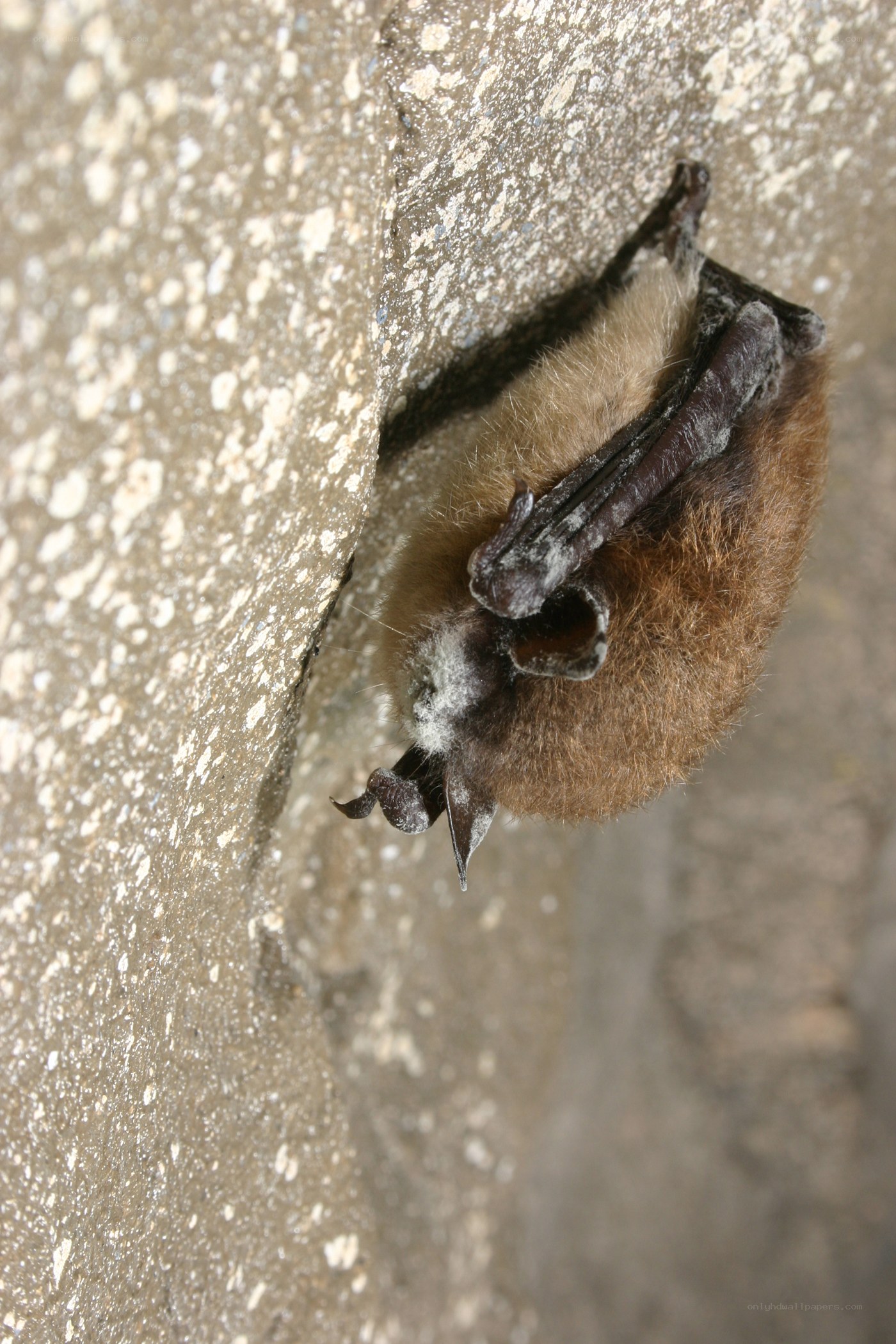 bat clinging to a wall