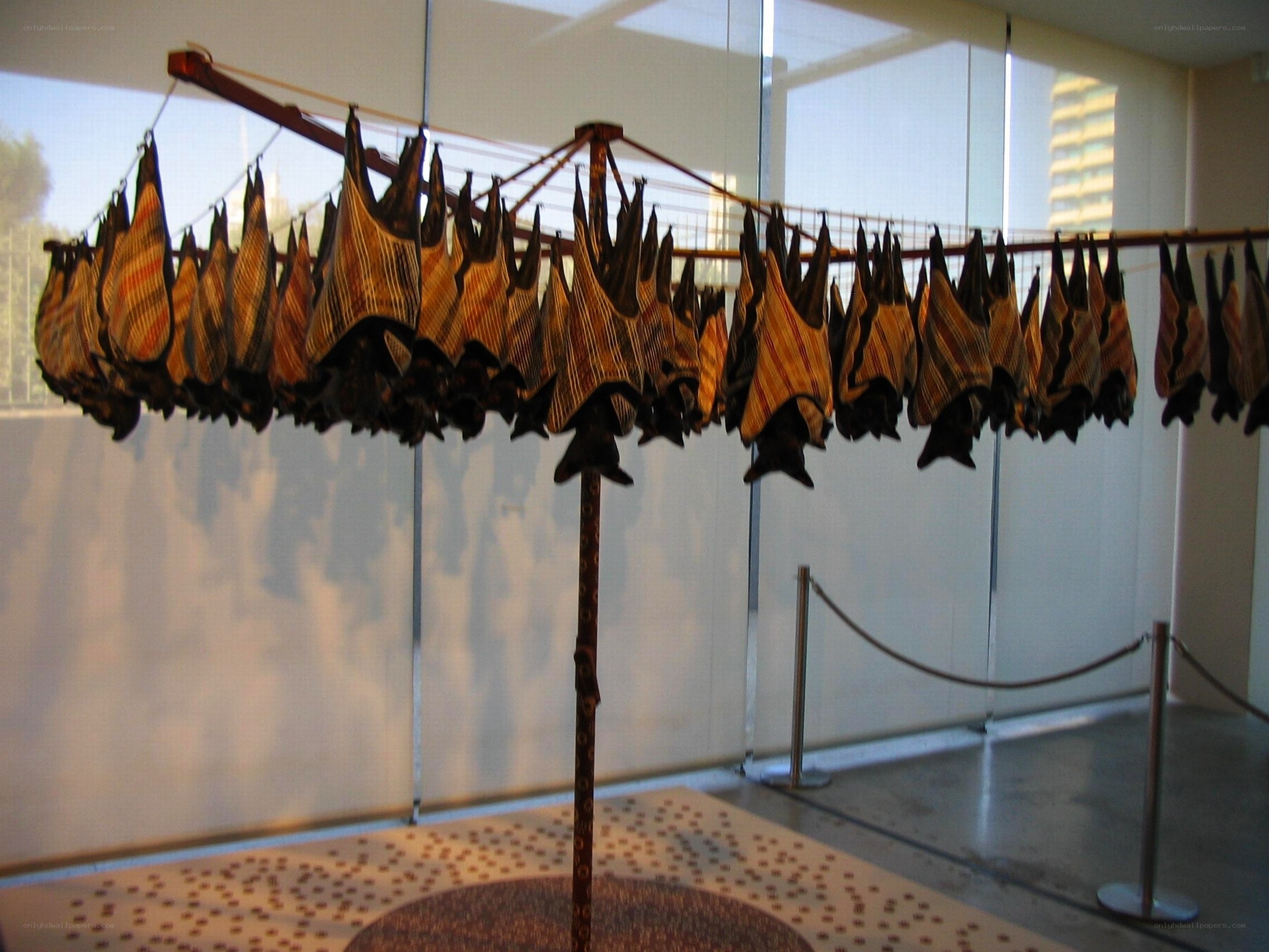 Bat display in museum exhibit