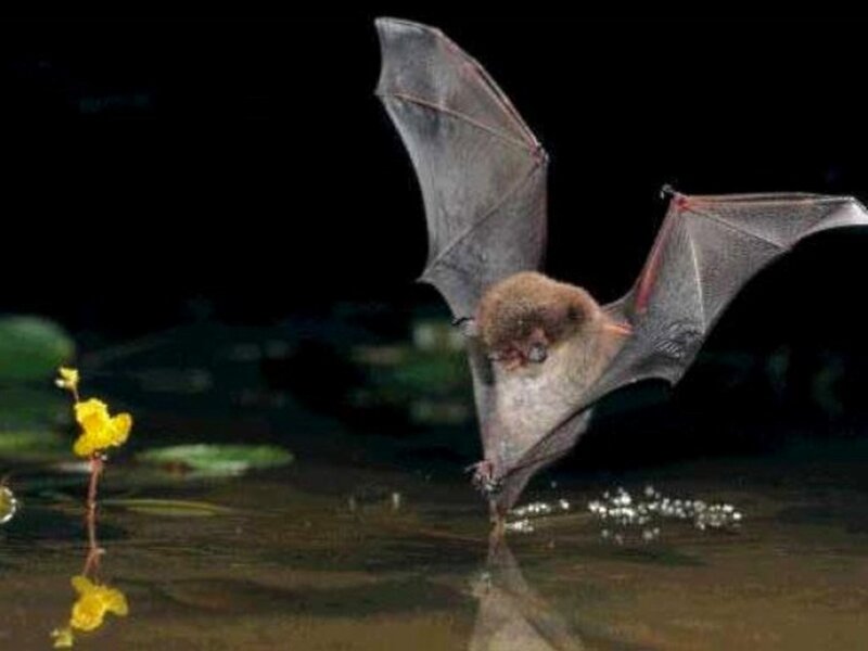 Bat Drinking Water — Black