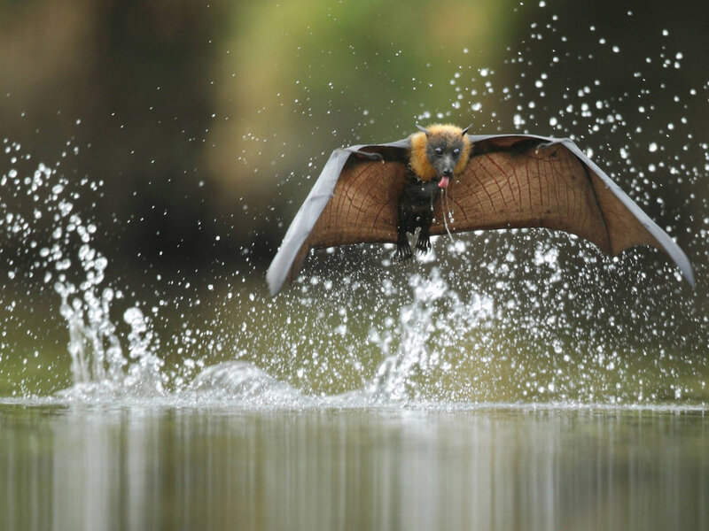 Bat Drinking Water