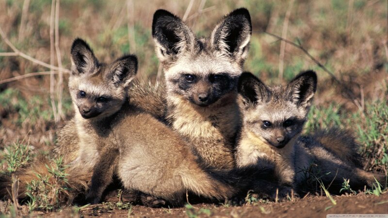 Bat-eared Fox Family — Brown