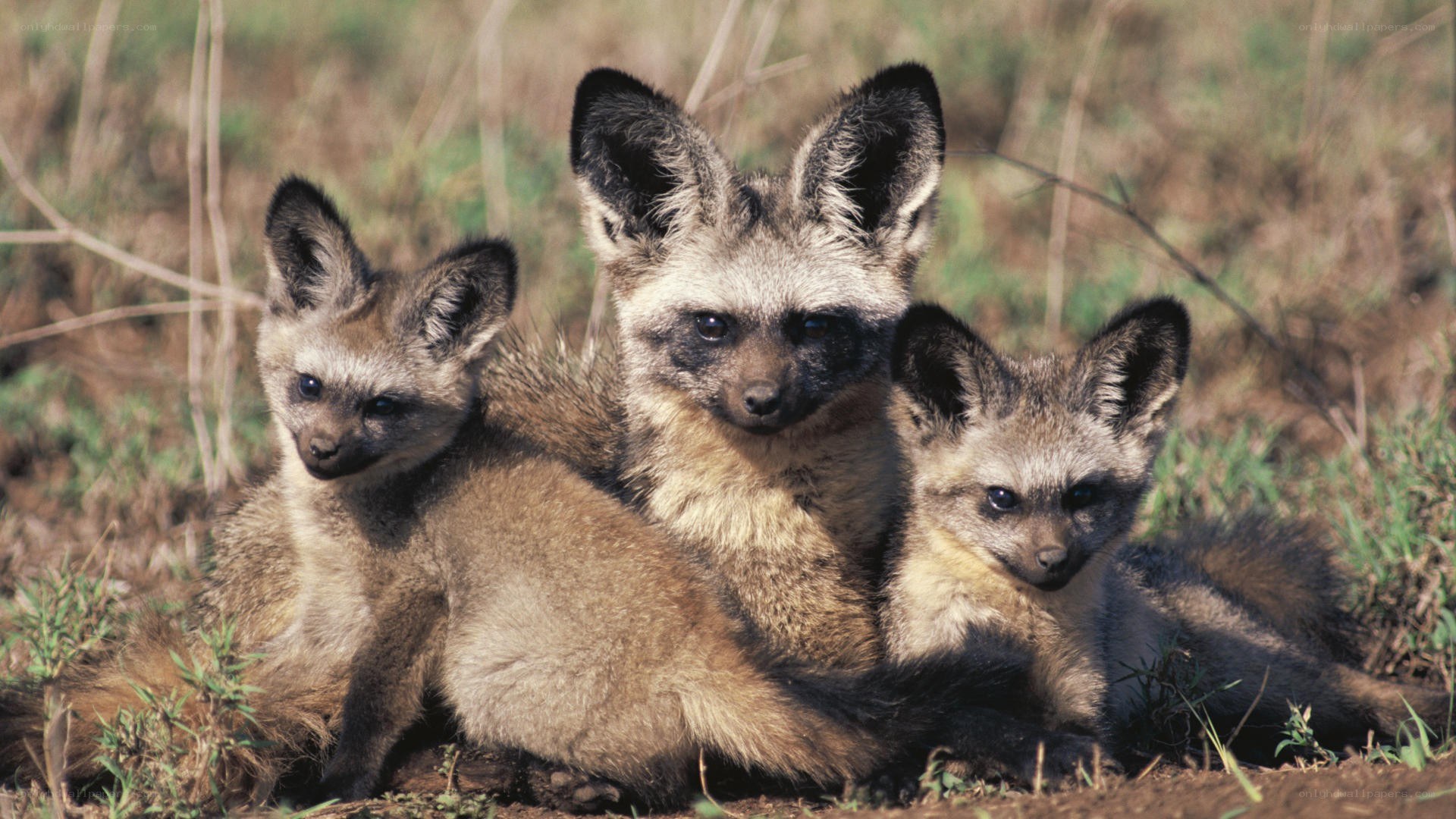 Bat-eared fox family