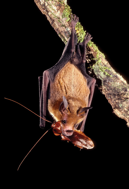 Bat eating a cockroach