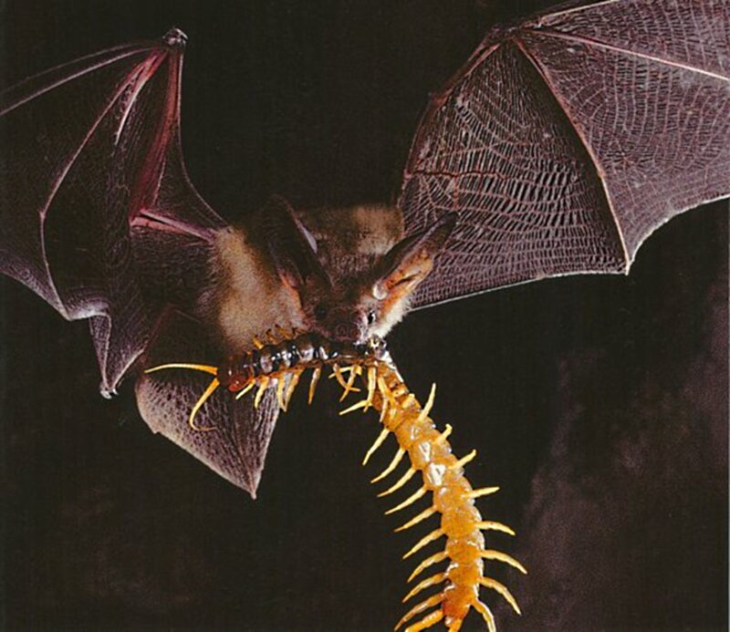 Bat Eating Centipede