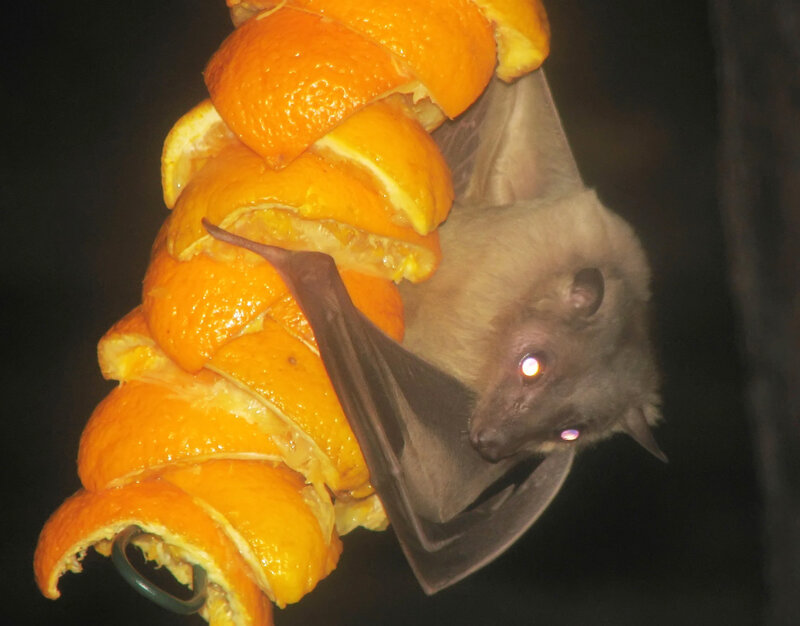 bat eating orange slices
