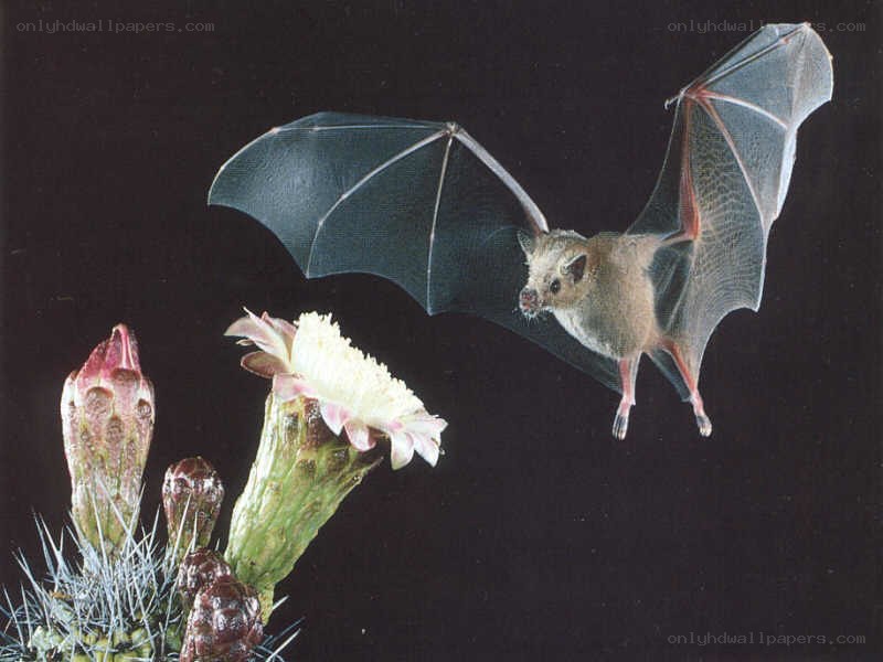 bat feeding on cactus flower