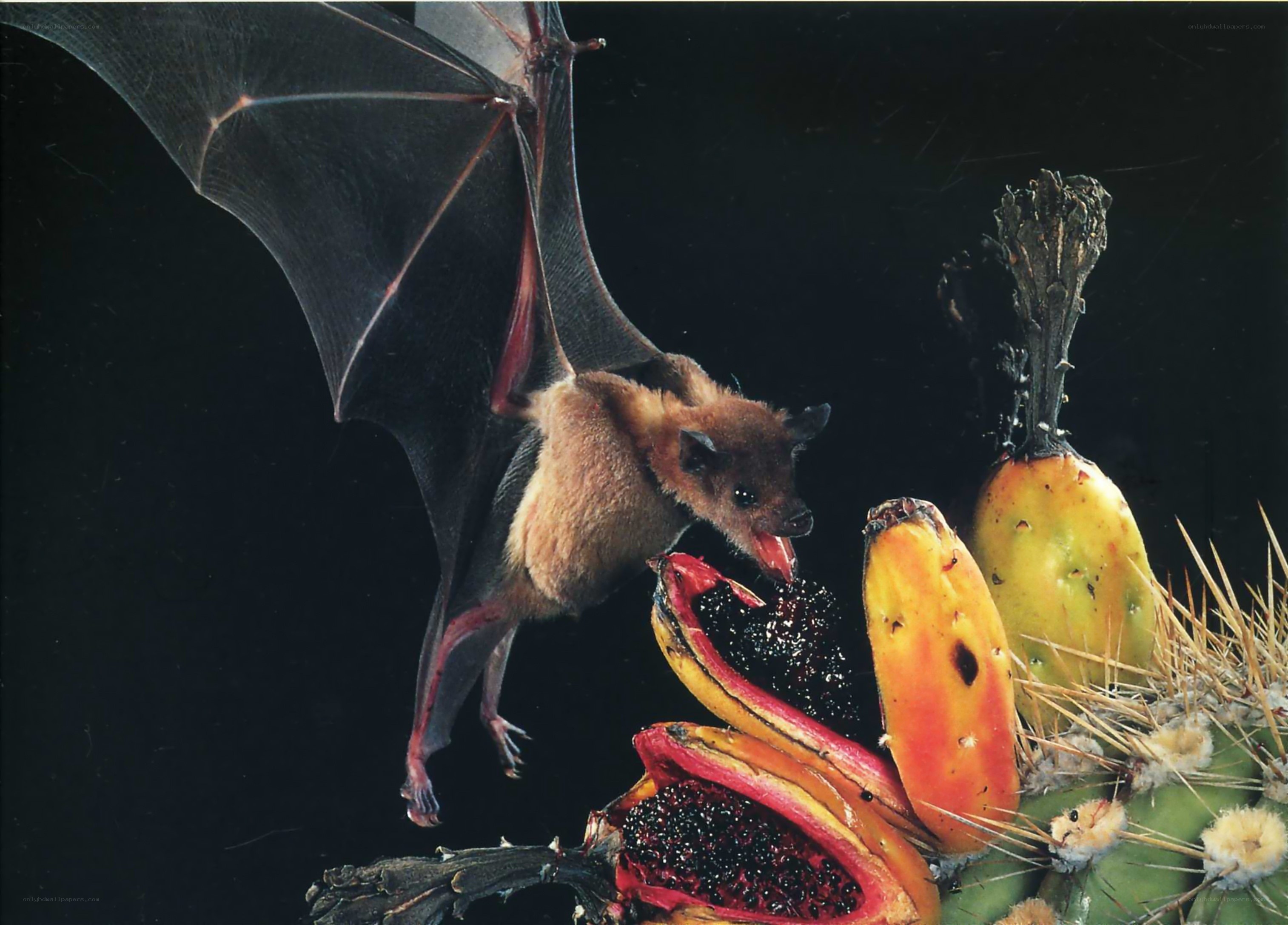 bat feeding on cactus fruit