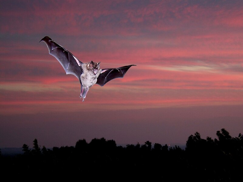 Bat Flying at Dusk