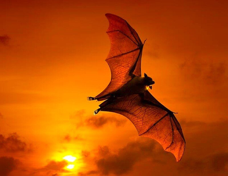 bat flying at sunset
