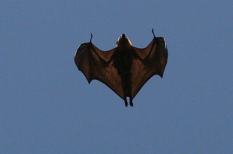 Bat Flying in Sky