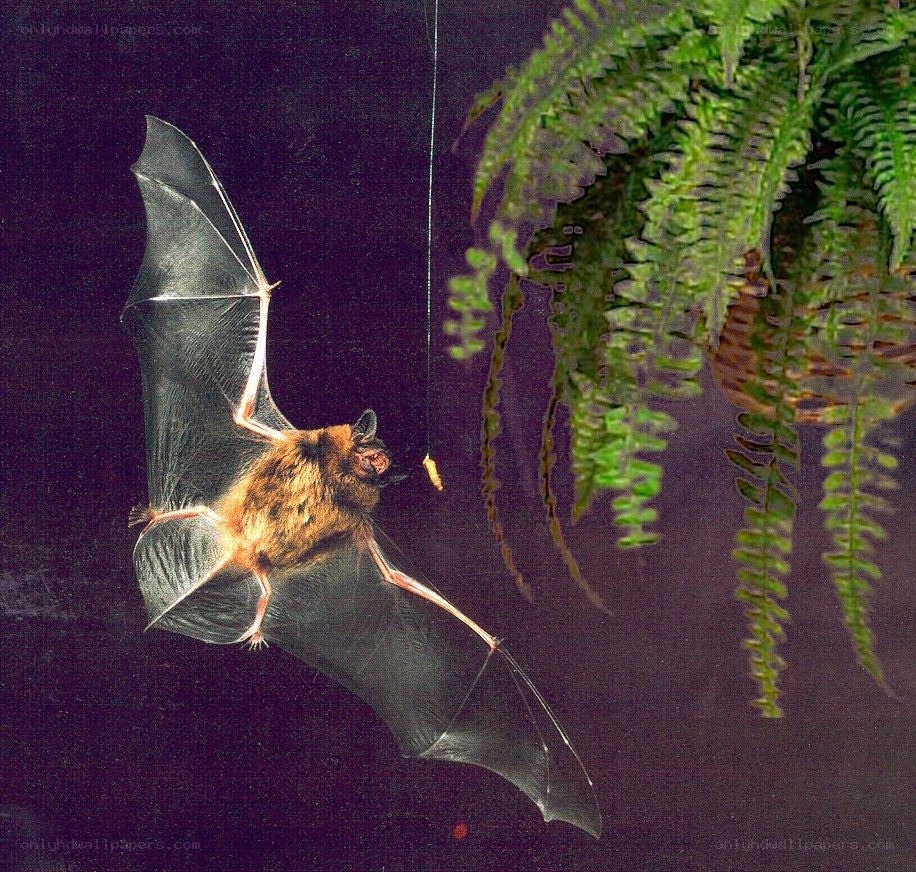 bat flying near a fern