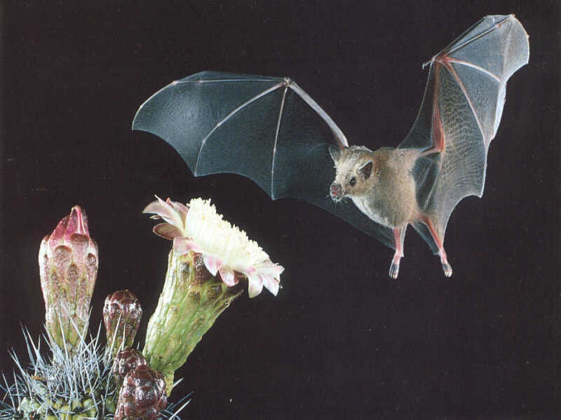 Bat Flying Near Cactus