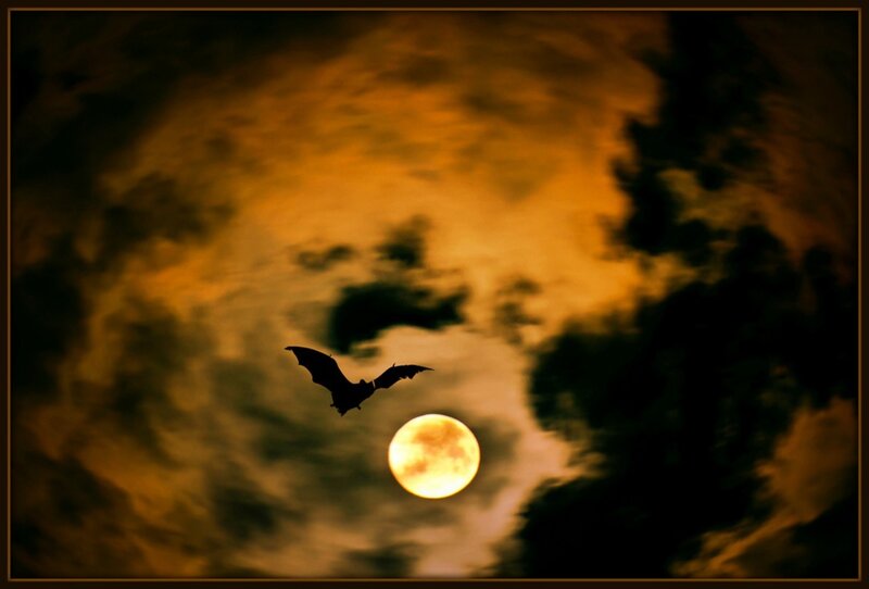 Bat Flying Near Moon