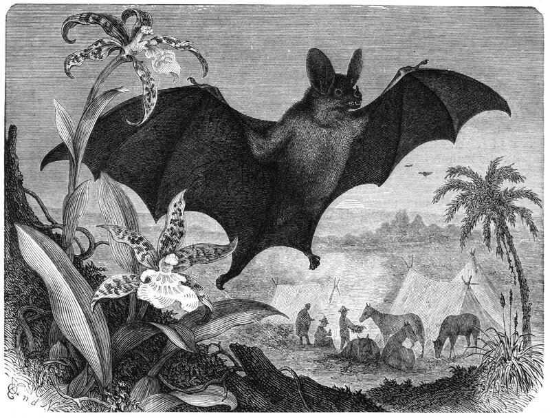 Bat Flying over Camp