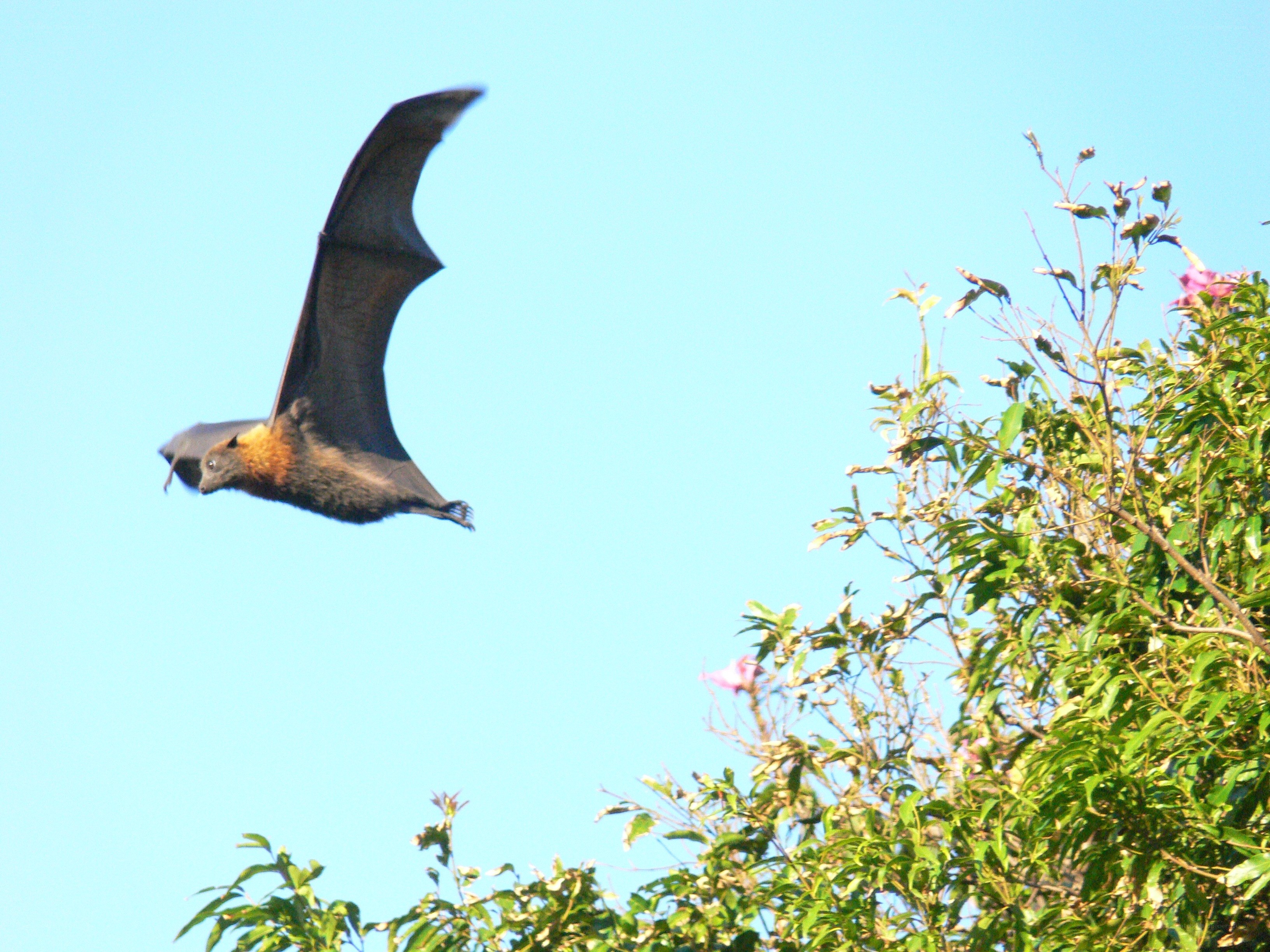 bat flying over trees