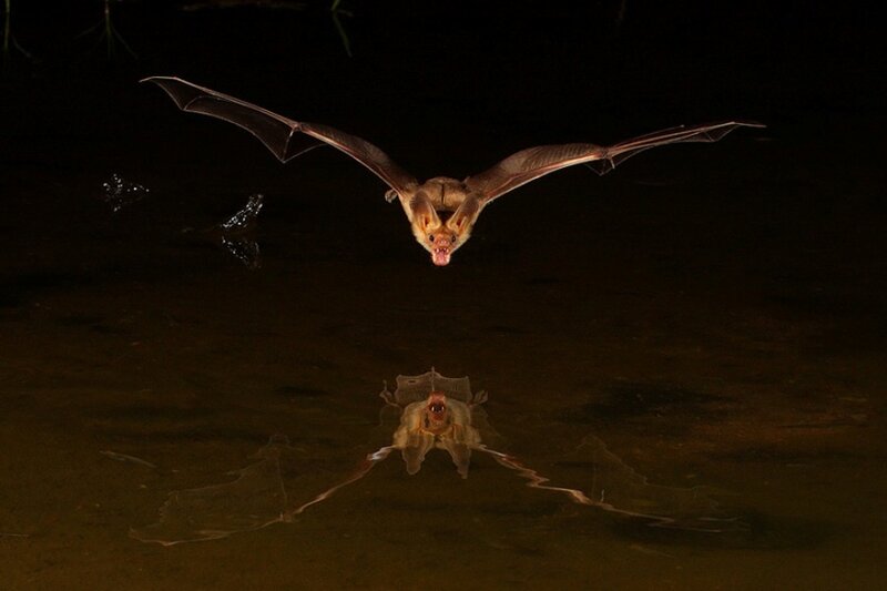 Bat Flying over Water