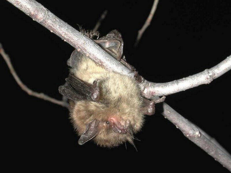 bat hanging from a branch