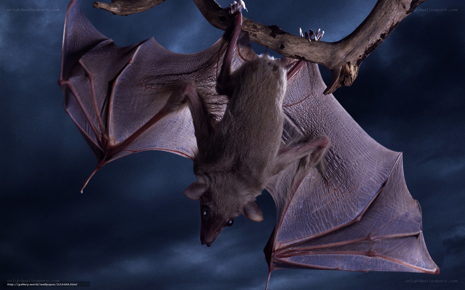 bat hanging from a branch