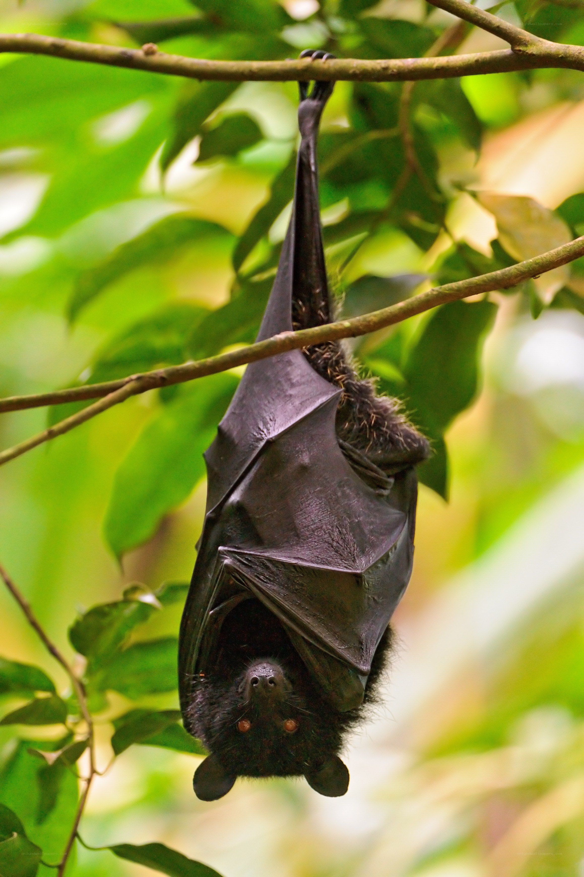 bat hanging from a tree