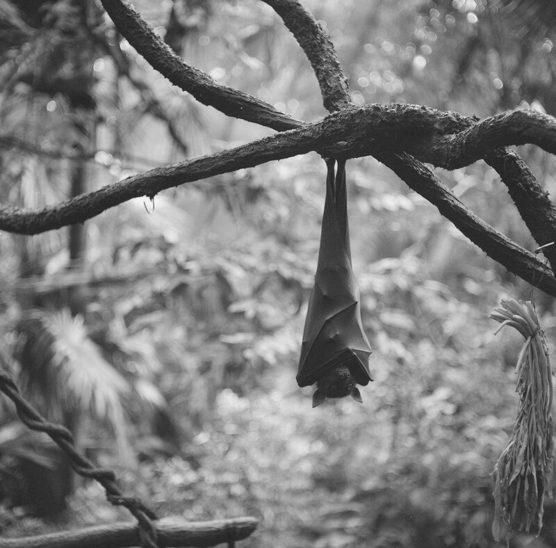 bat hanging from a tree branch