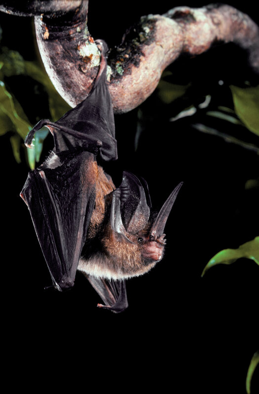 bat hanging from a tree branch