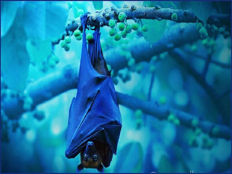 Bat Hanging from Branch — Blue, Calm