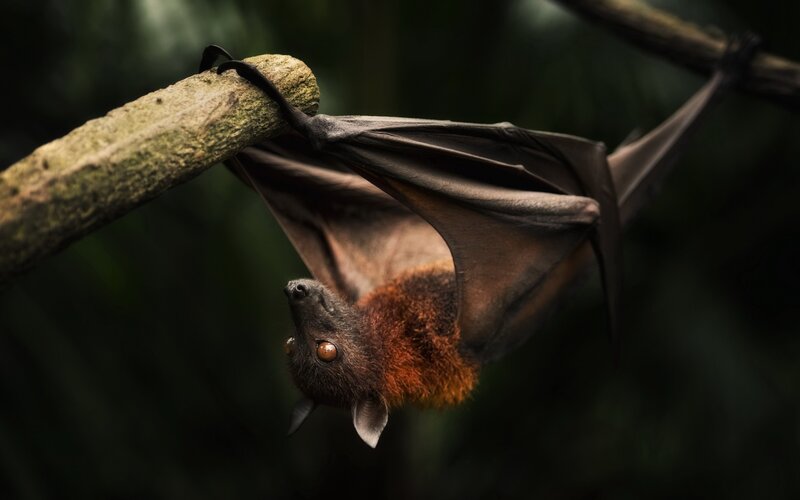 Bat Hanging from Branch — Brown