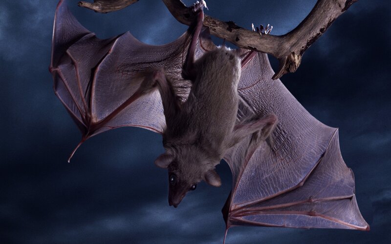 Bat Hanging from Branch — Dark Blue, Dramatic