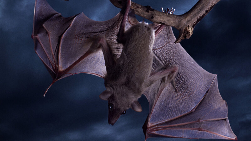 Bat Hanging from Branch