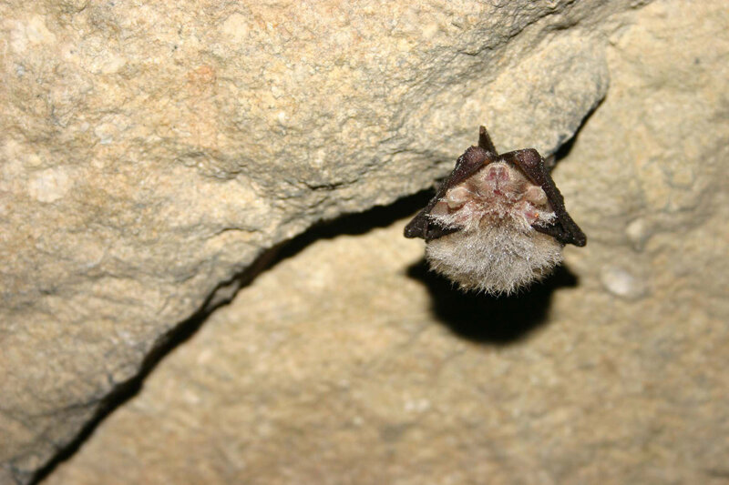 bat hanging from cave ceiling