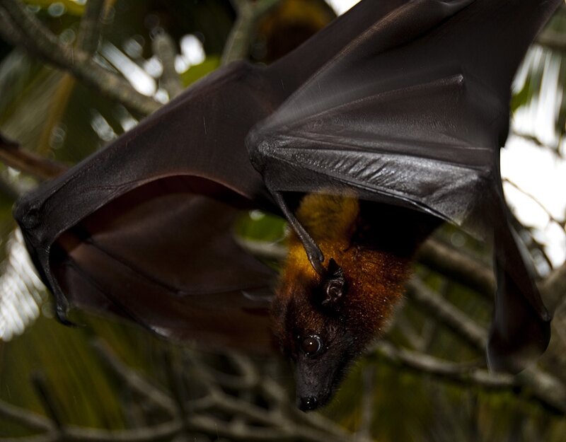 Bat Hanging from Tree — Black
