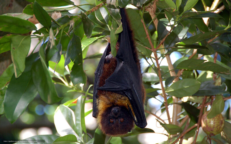 bat hanging from tree branch