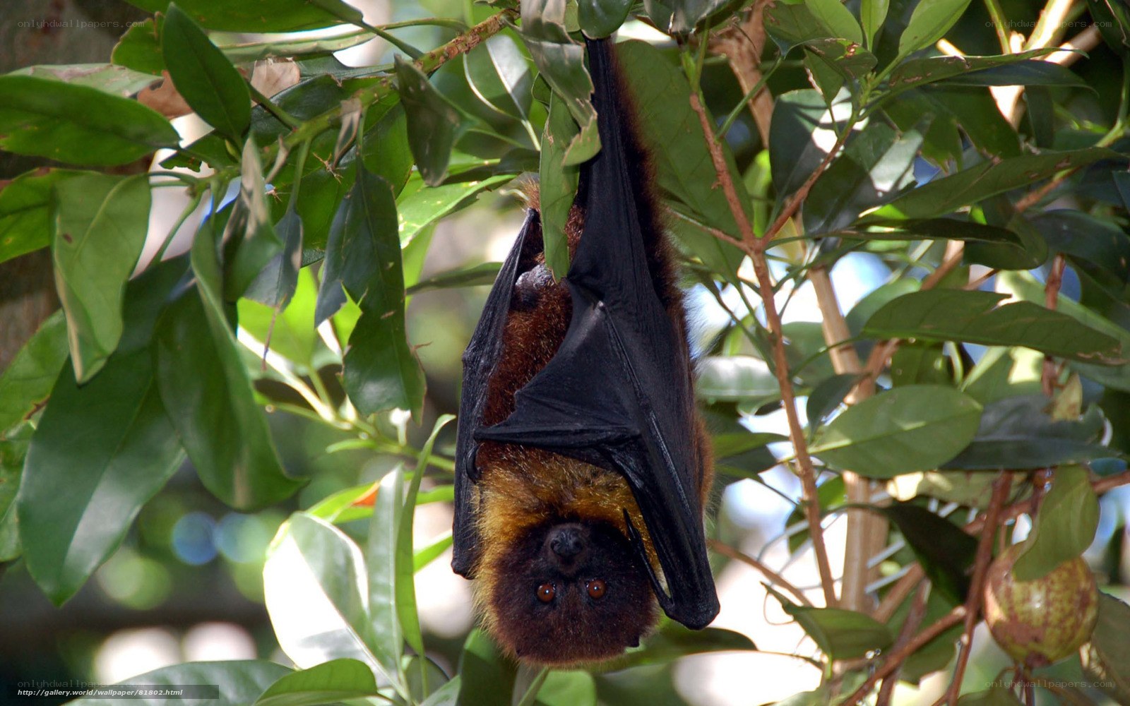 bat hanging from tree branch