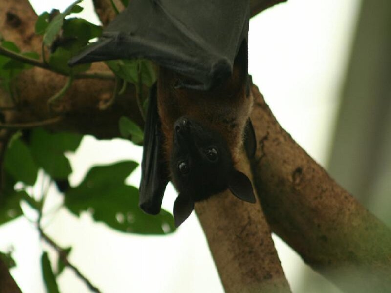 Bat Hanging from Tree — Brown