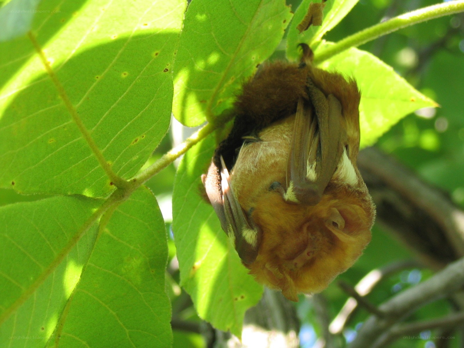 bat hanging from tree leaf